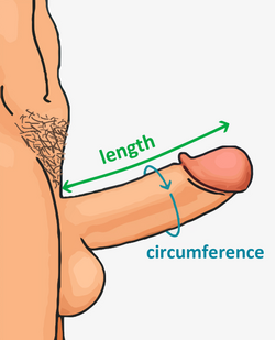 Erect penis measurement